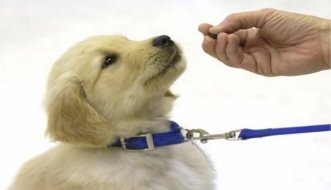 Golden Retriever Puppy Training | Golden Retrievers Training